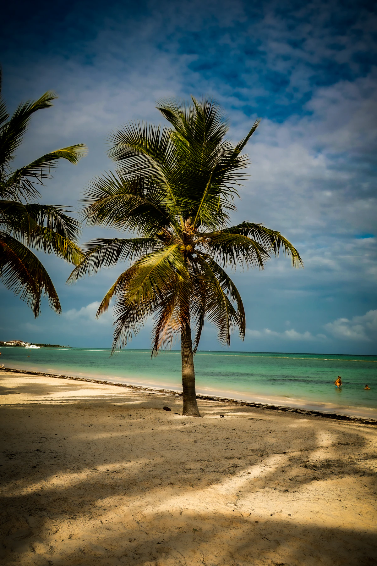 Palm trees, sand and turquoise sea at Juanillo Beach in Cap Cana