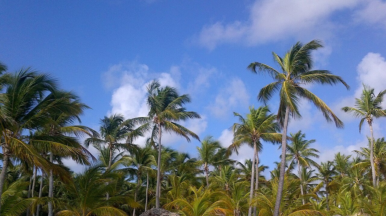 Coconut palms beneath blue skies in Punta Cana